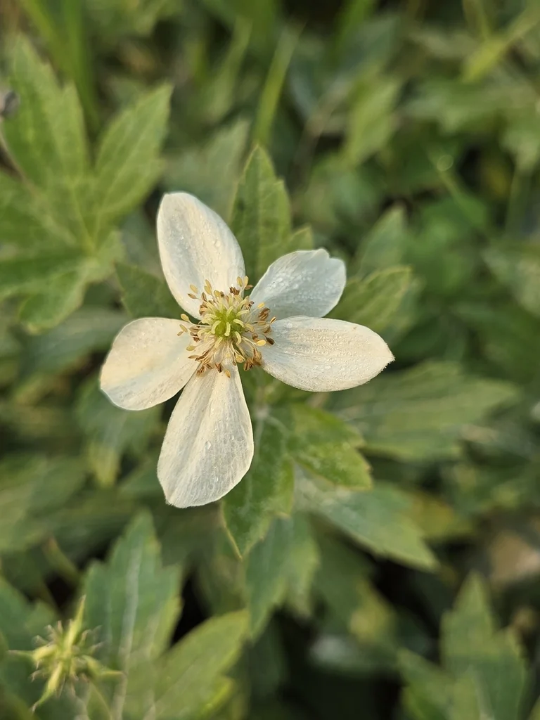 Anemone Canadensis