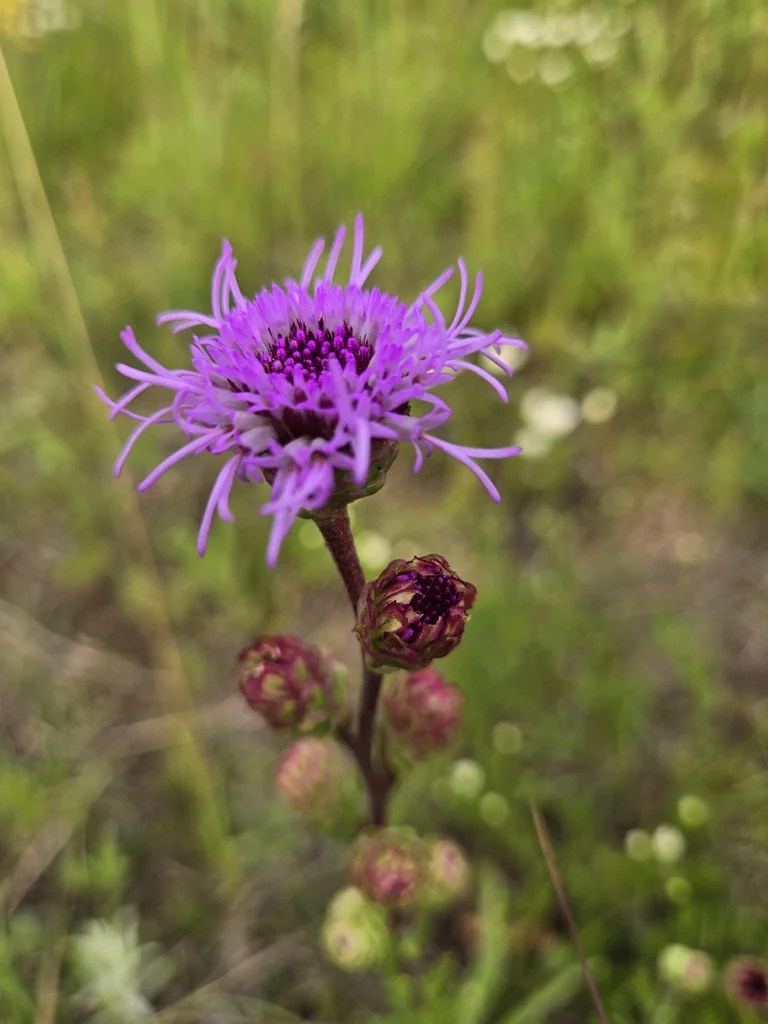 Liatris Ligulistylis