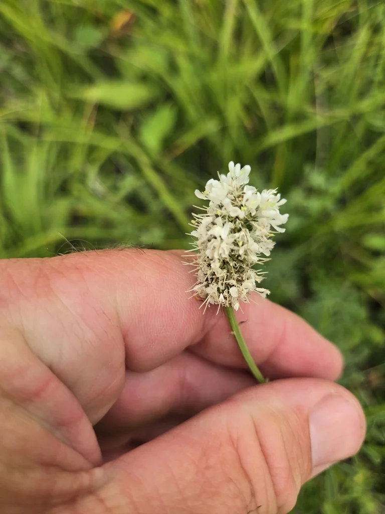 Dalea Candida