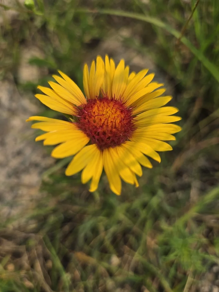 Gaillardia Aristata