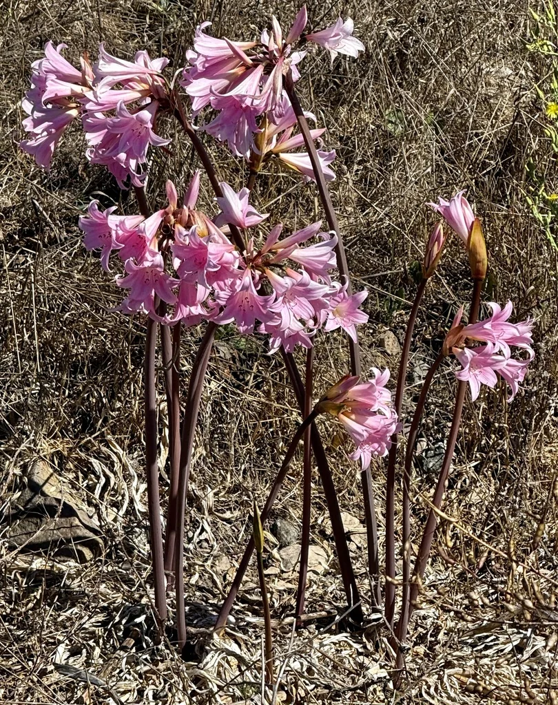 Amaryllis Belladonna