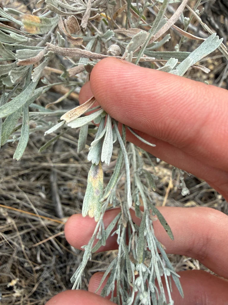 Artemisia Tridentata