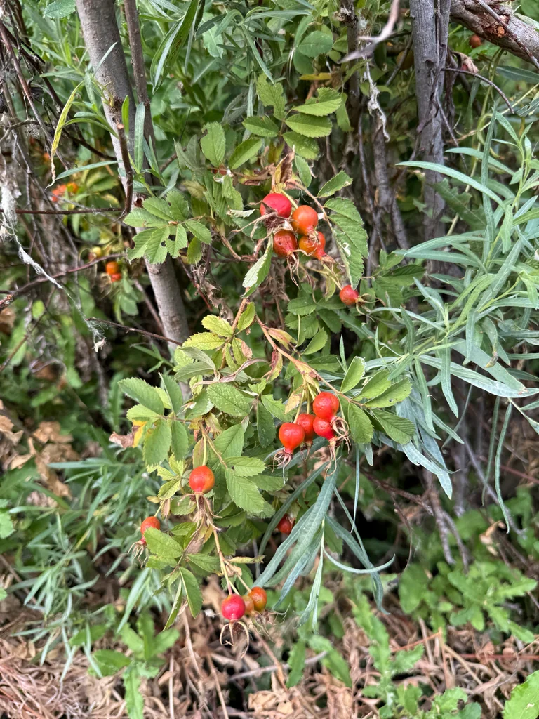 Rosa Woodsii