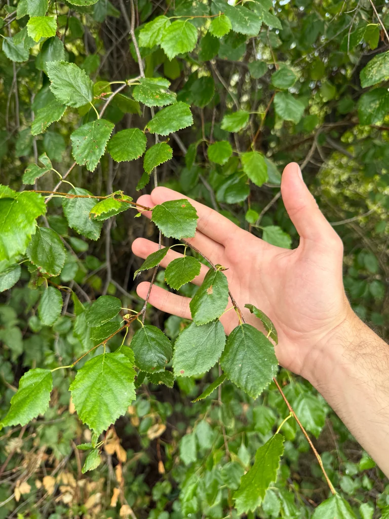 Betula Occidentalis