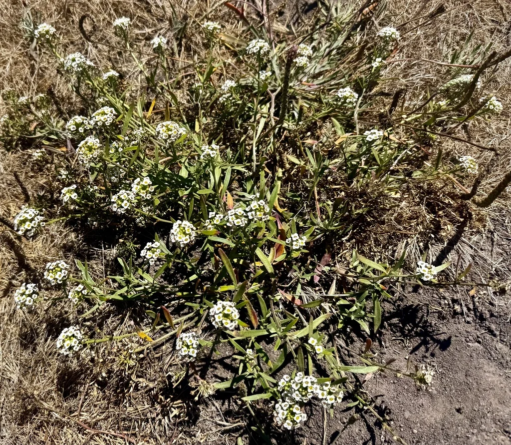 Lobularia maritima