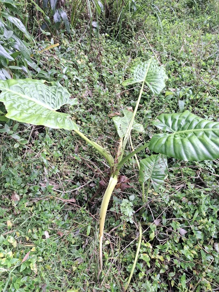 Alocasia amazonica