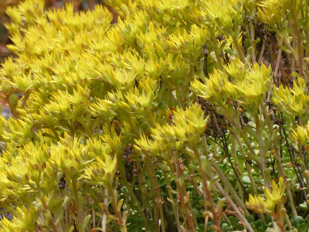 Sedum Oreganum
