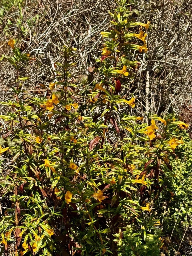 Mimulus Aurantiacus