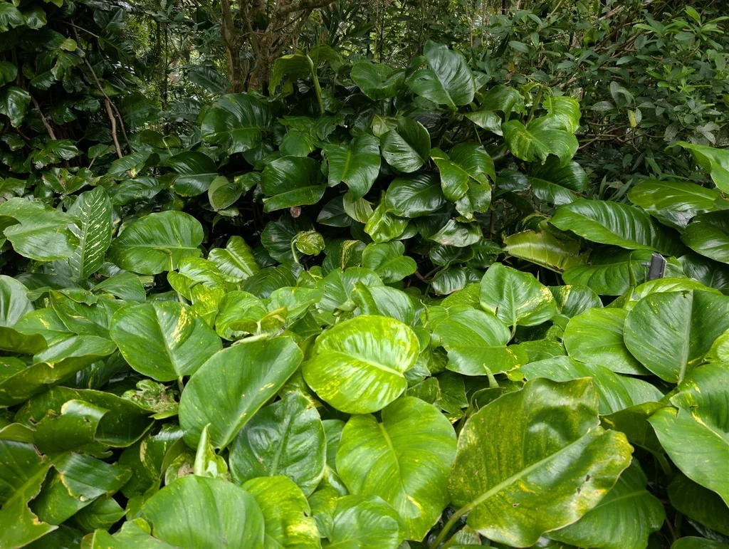 Epipremnum aureum