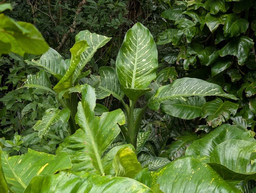 Dieffenbachia Maculata