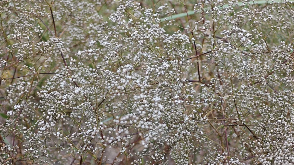 Gypsophila paniculata
