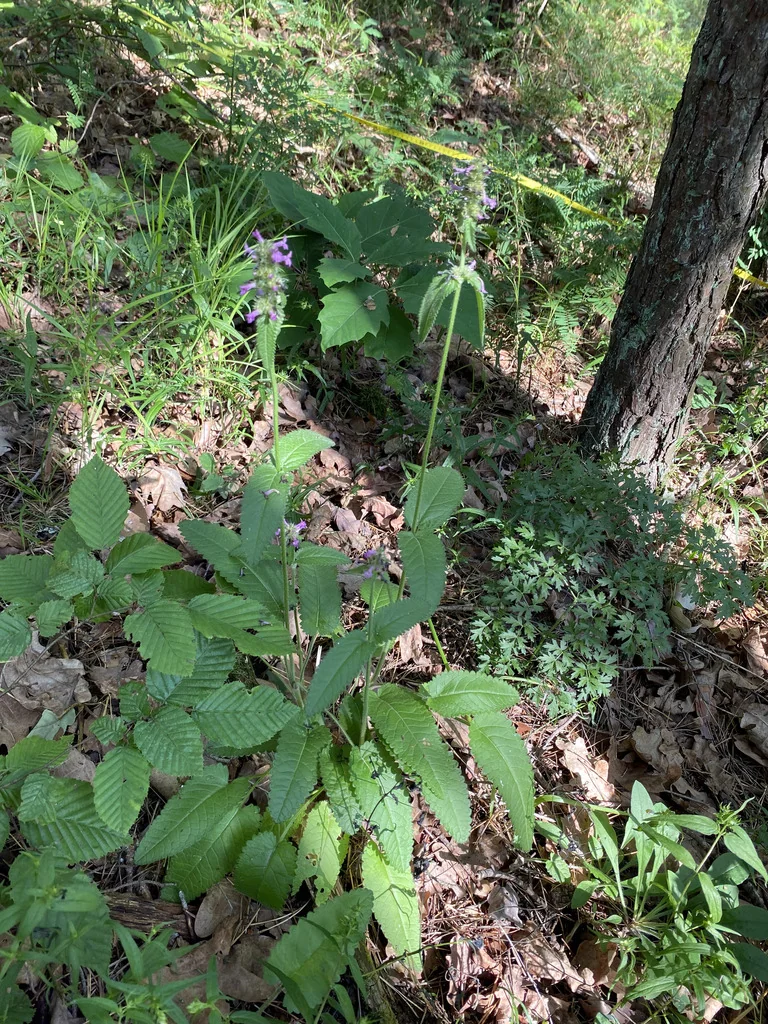 Stachys Officinalis