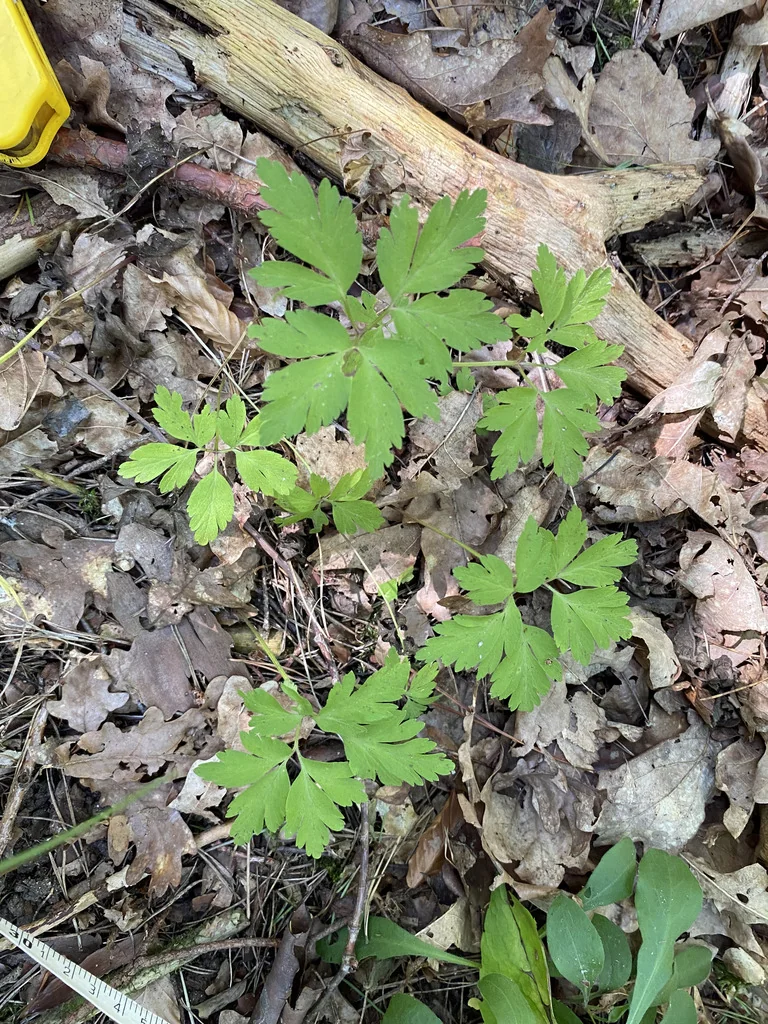Anemone Nemorosa