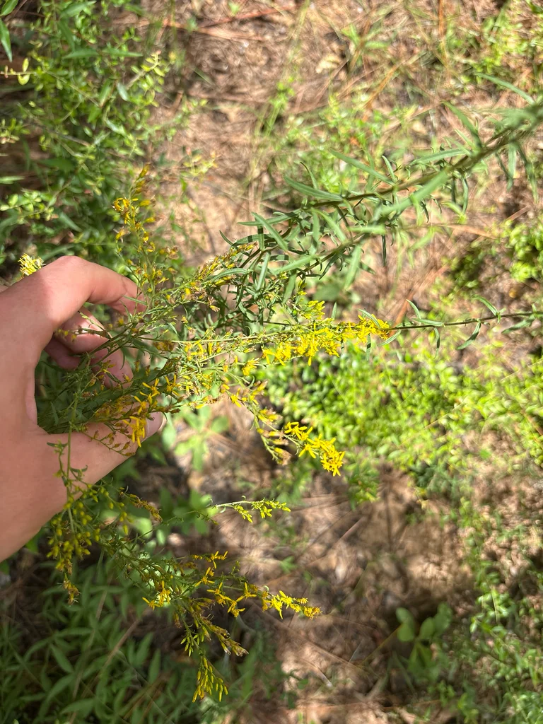 Solidago Odora