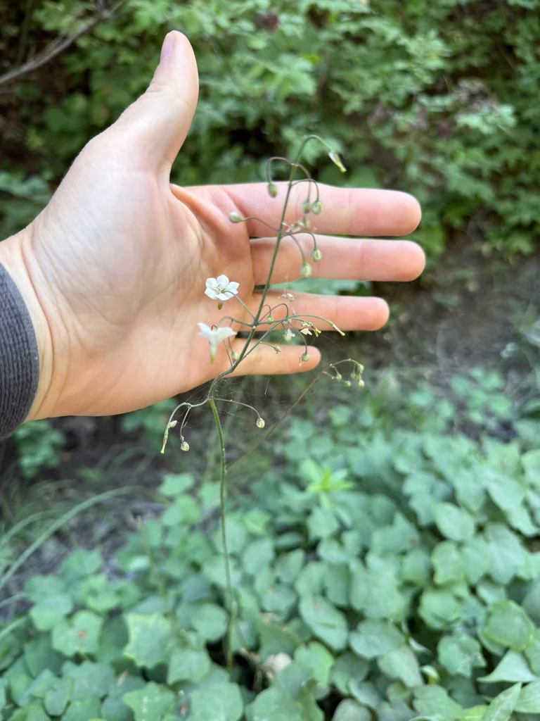 Vancouveria Hexandra