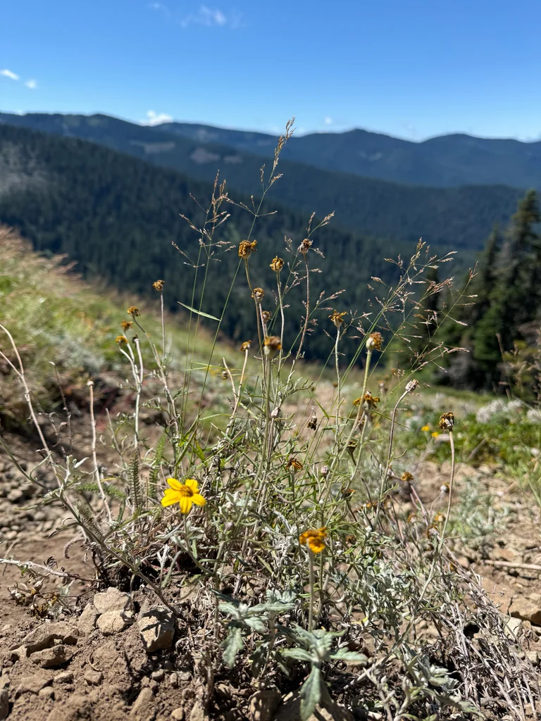 Eriophyllum Lanatum