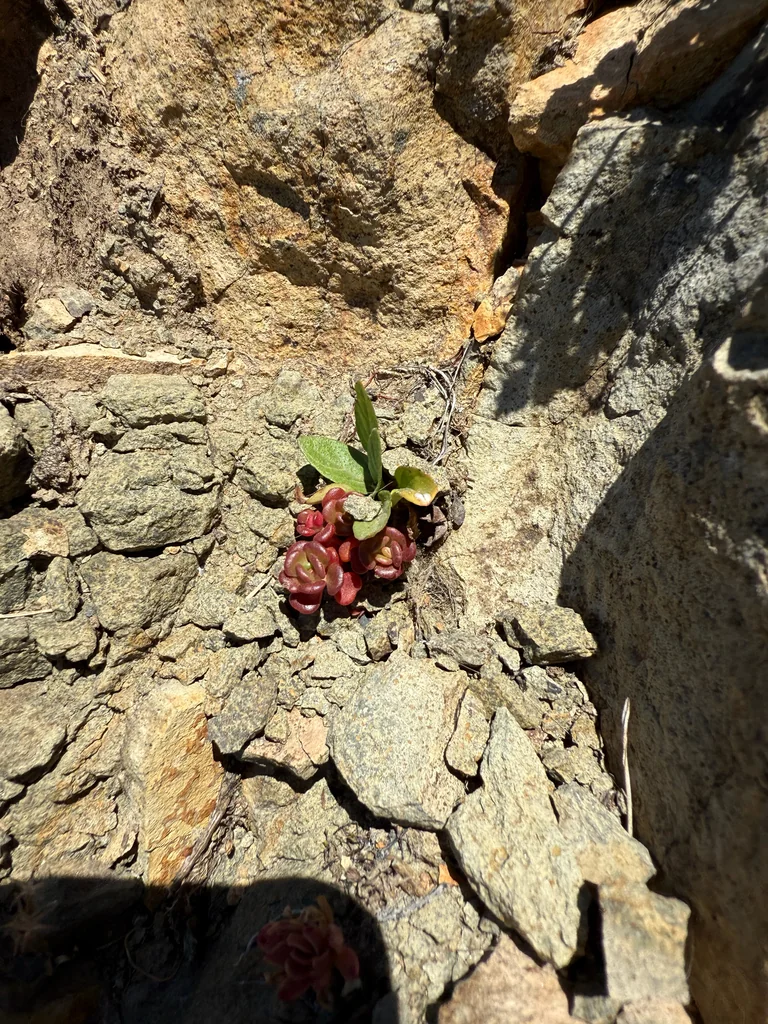 Sedum Divergens