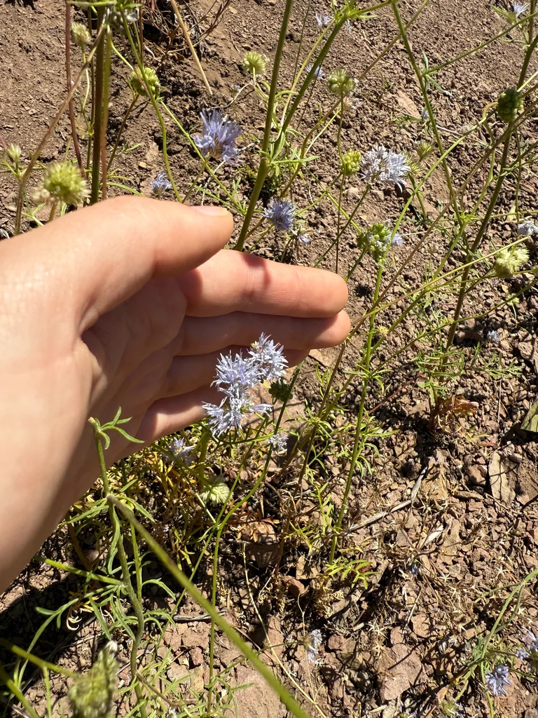 Gilia Capitata