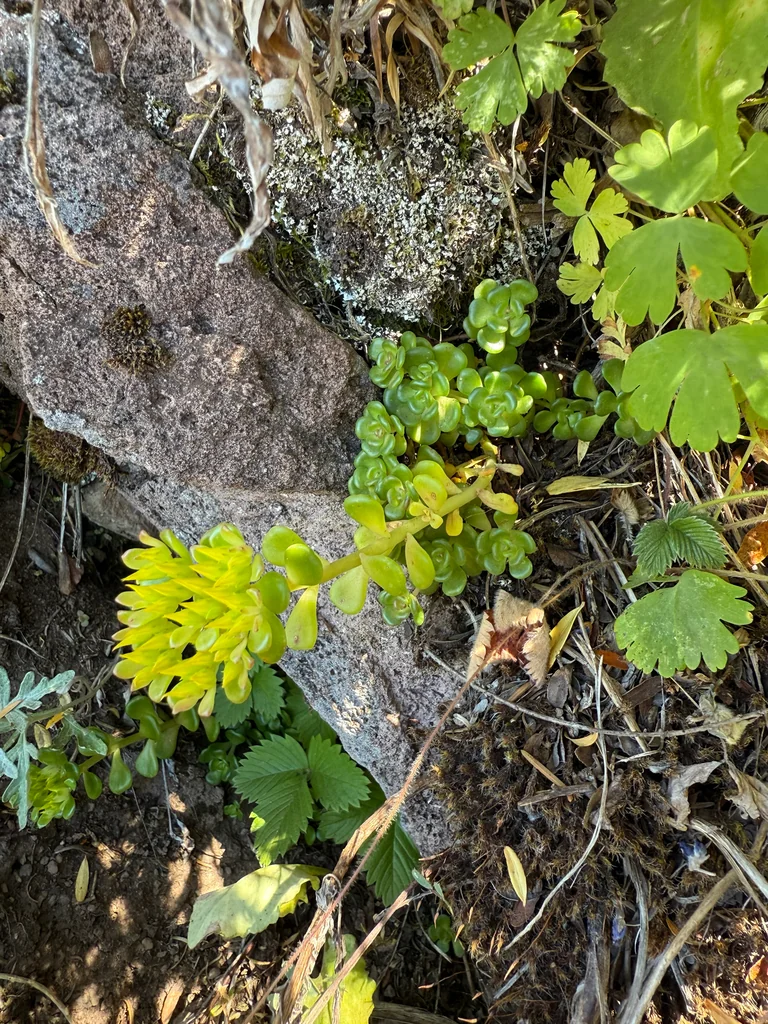 Sedum Oreganum