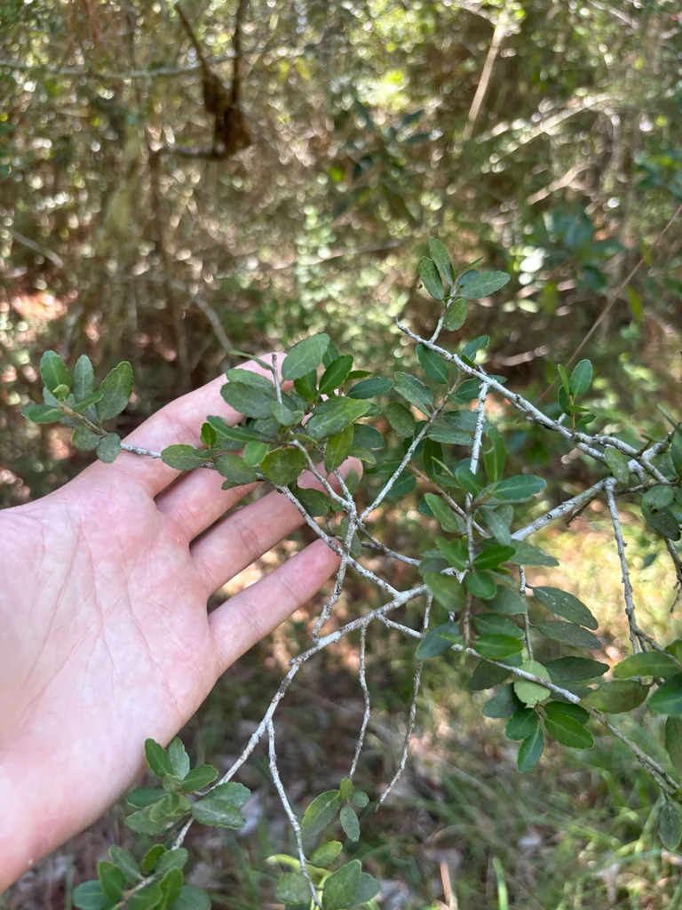 Ilex Vomitoria