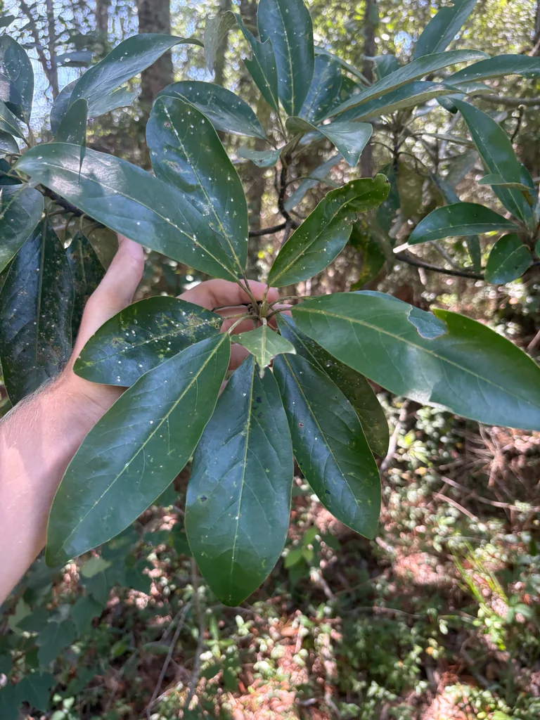 Magnolia Virginiana