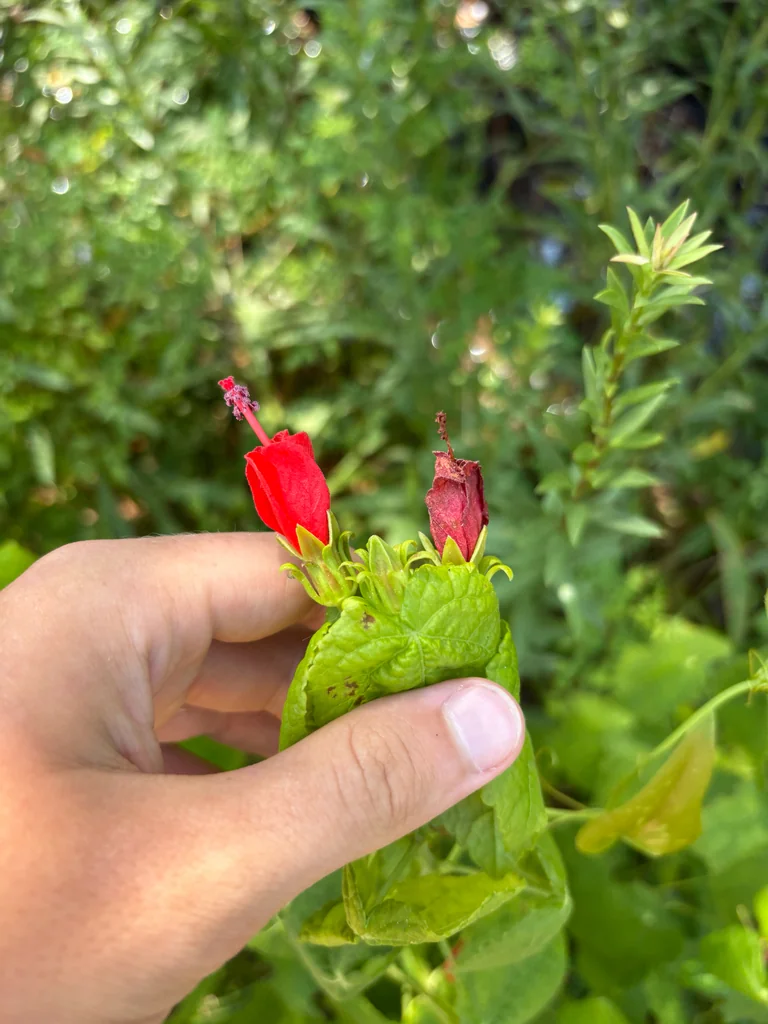 Malvaviscus Arboreus