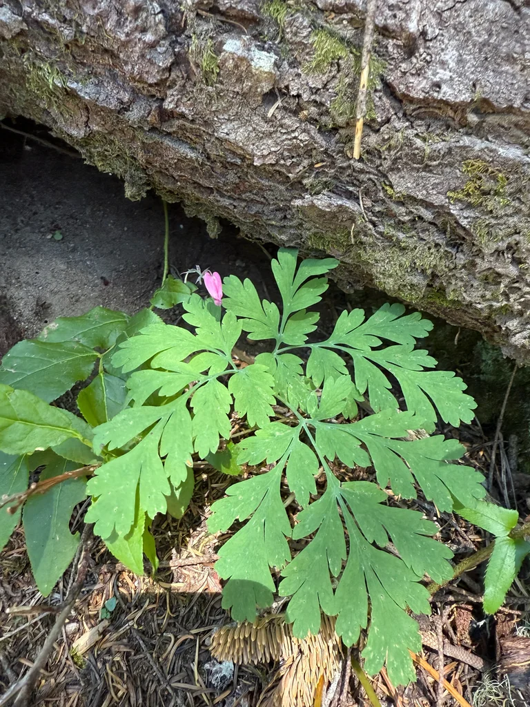 Dicentra Formosa