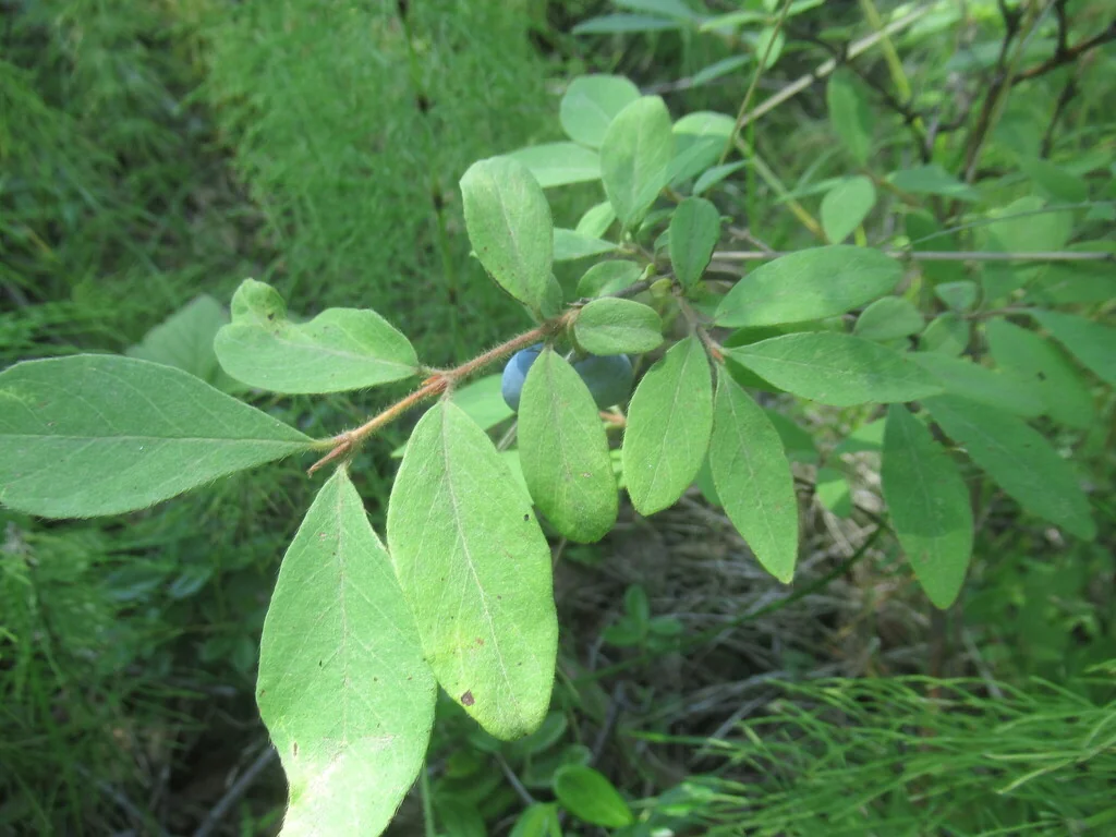 Lonicera Caerulea