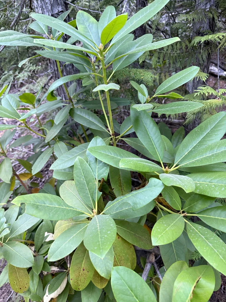 Rhododendron Macrophyllum