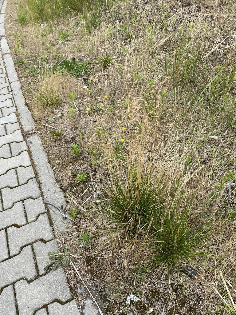 Deschampsia Cespitosa