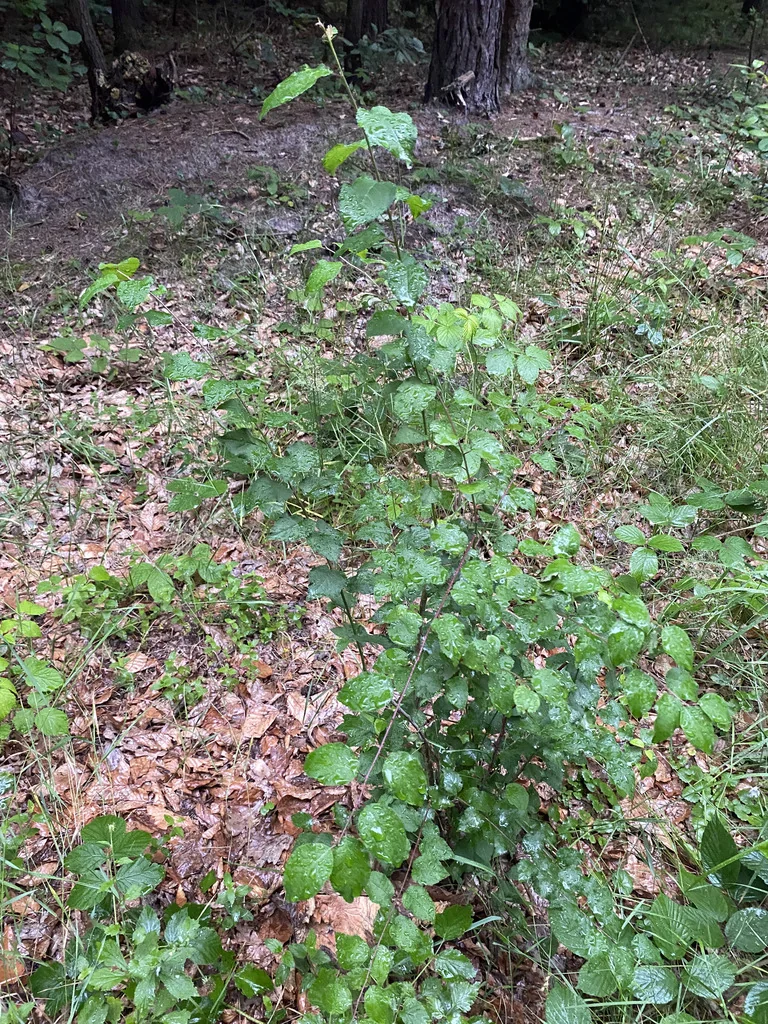 Prunus Cerasifera