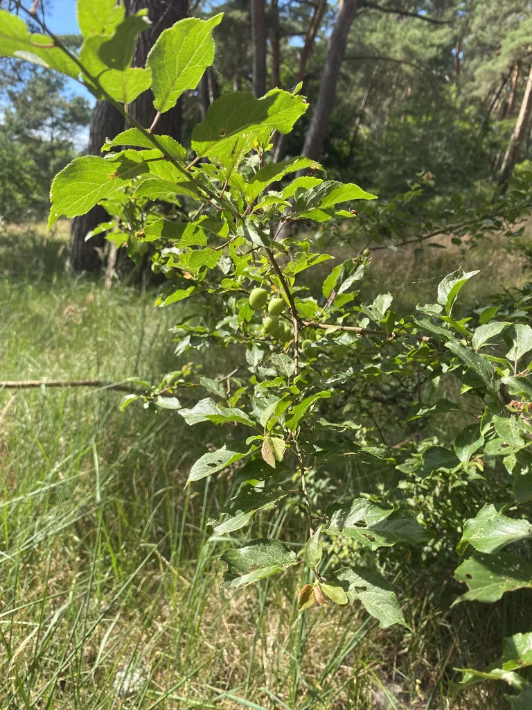 Prunus Cerasifera