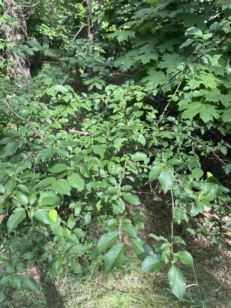 Prunus Cerasifera