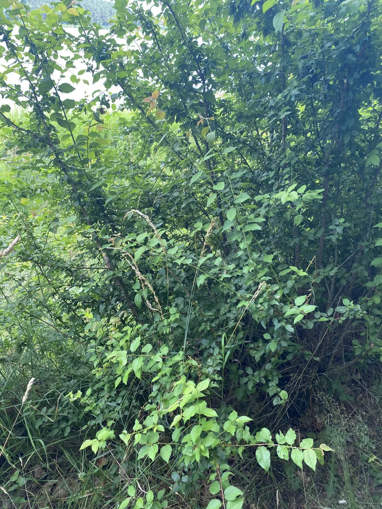 Prunus Cerasifera