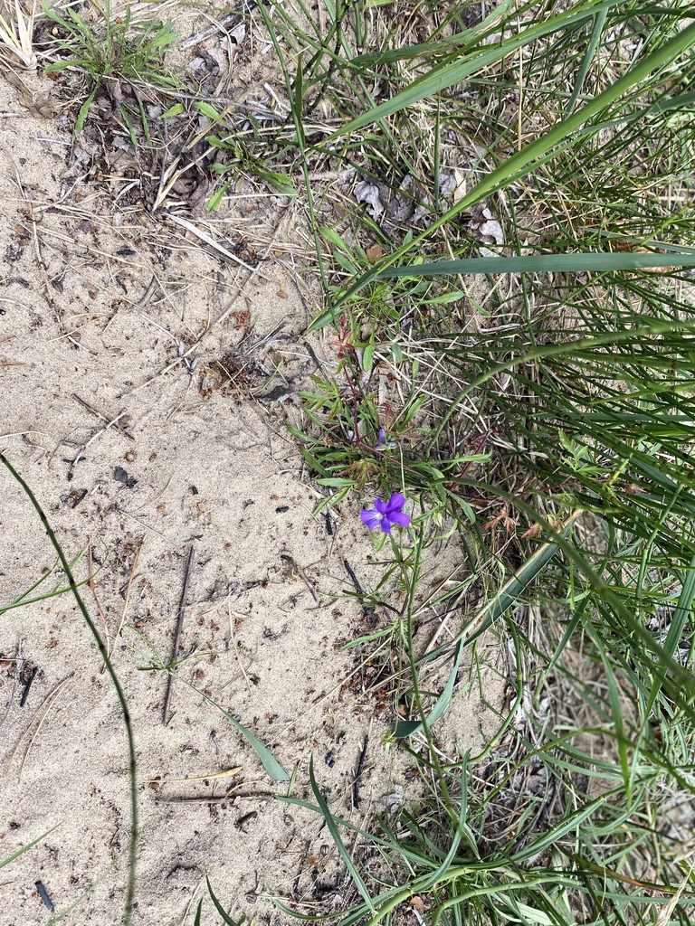 Viola Tricolor