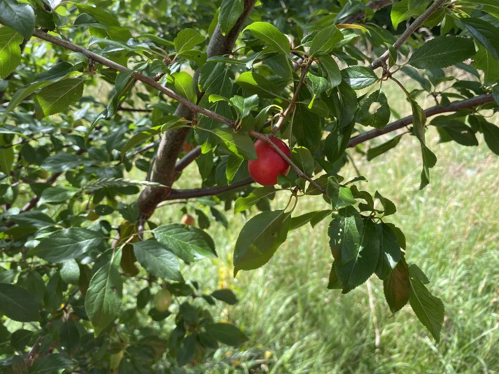 Prunus Cerasifera