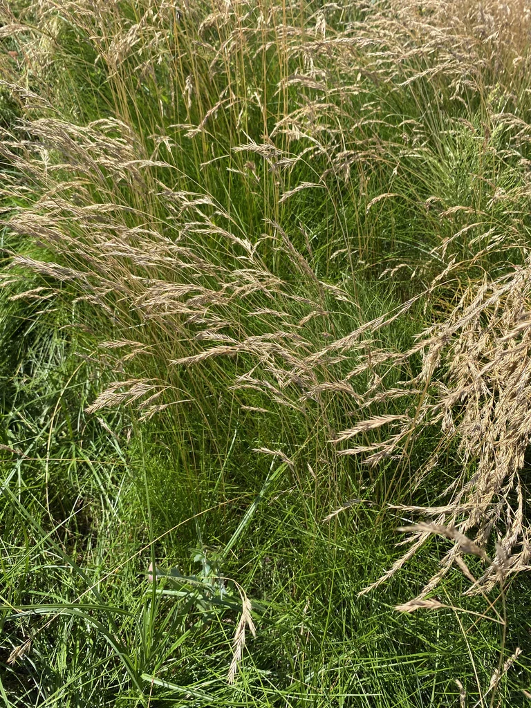 Festuca Rubra