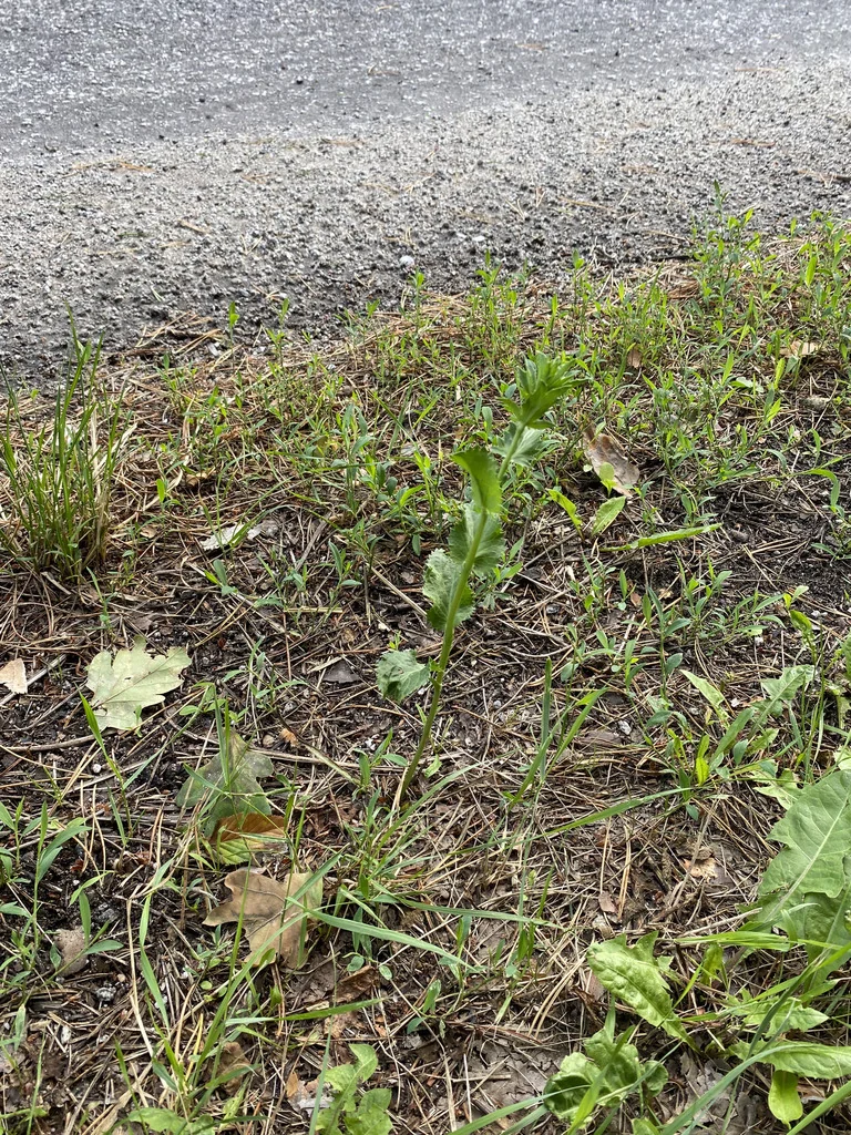 Eryngium Planum