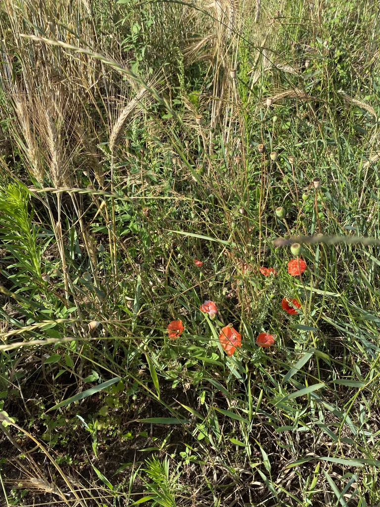 Papaver Rhoeas