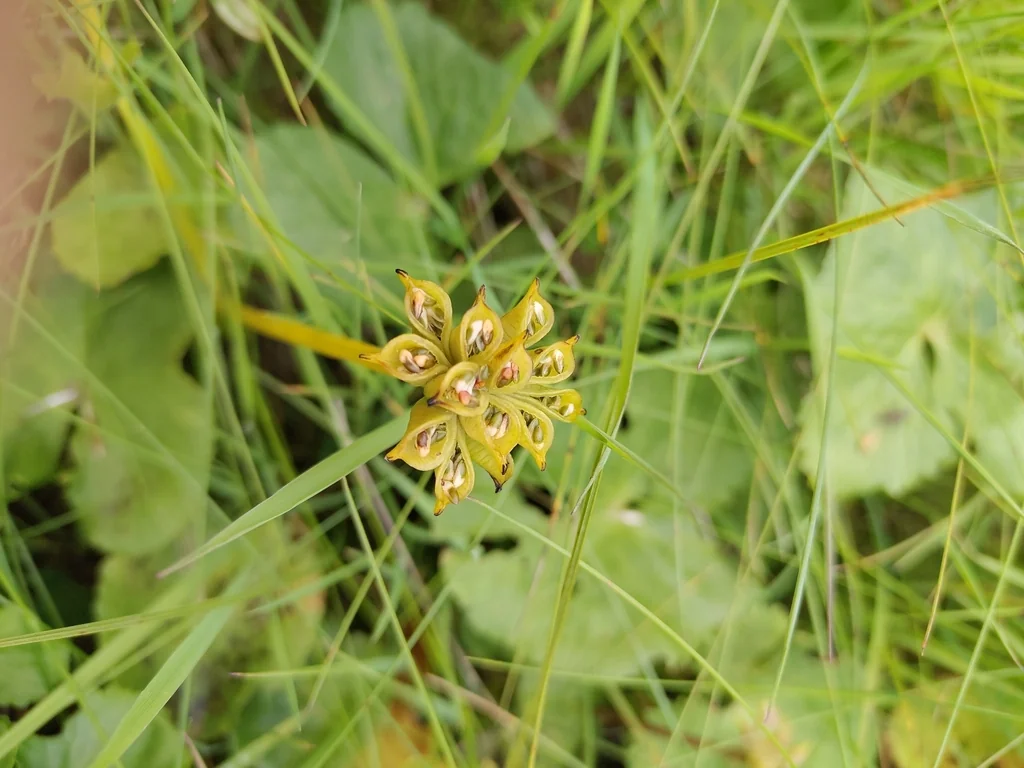 Caltha Palustris