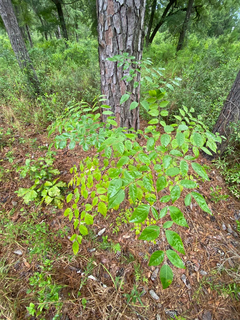 Aralia Spinosa