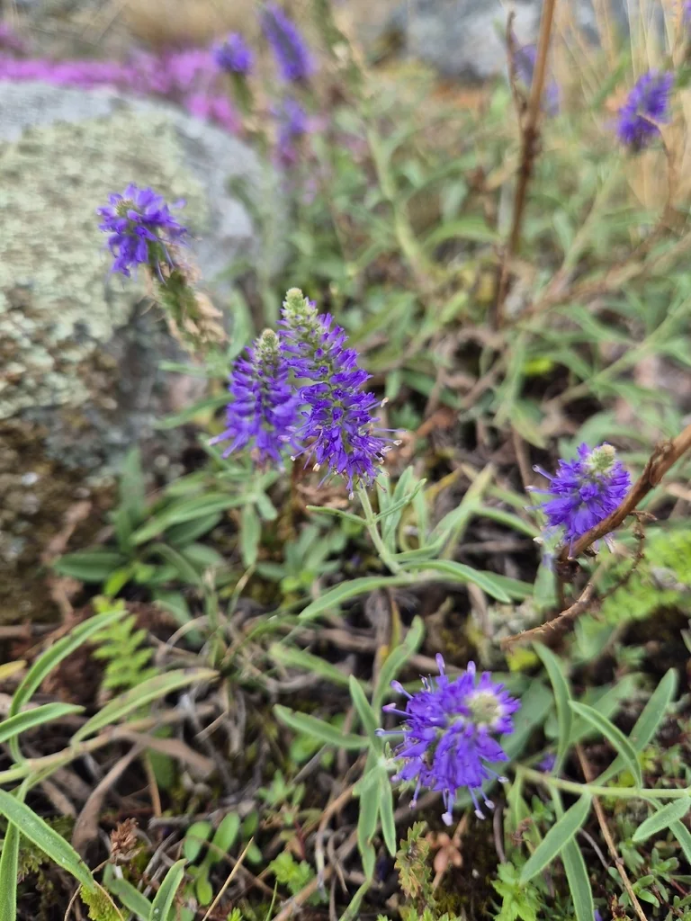 Veronica Spicata