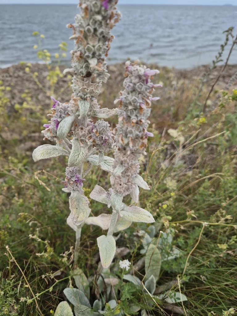 Stachys Byzantina