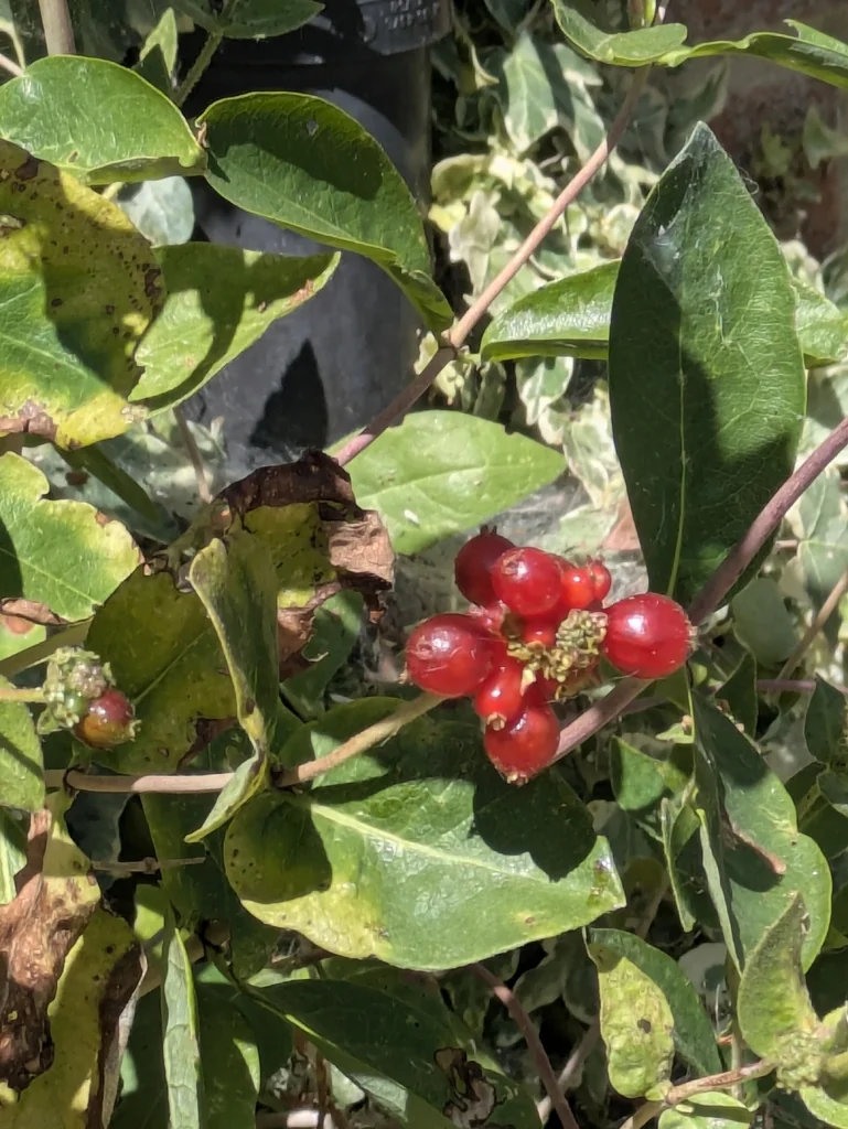 Lonicera periclymenum