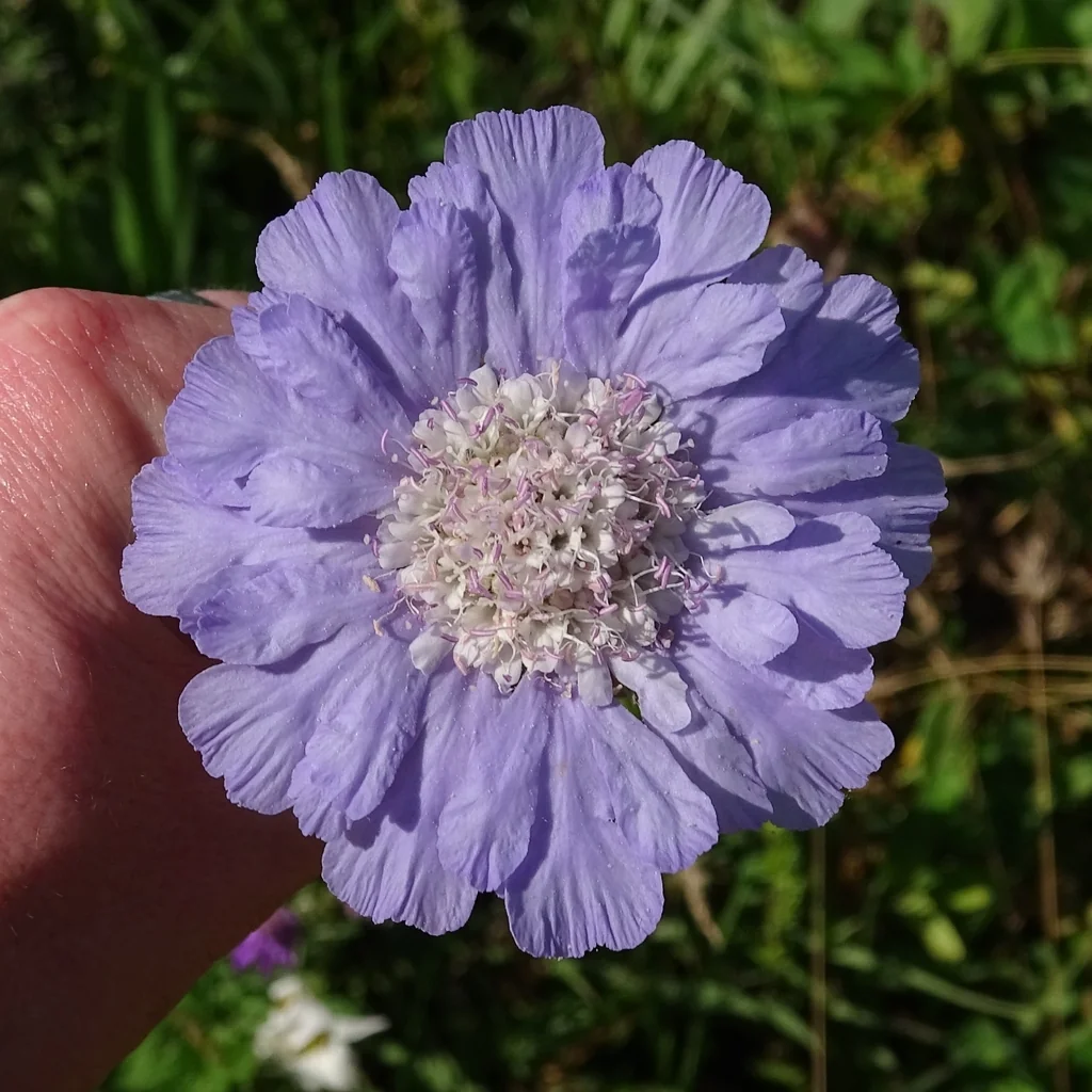 Scabiosa Caucasica