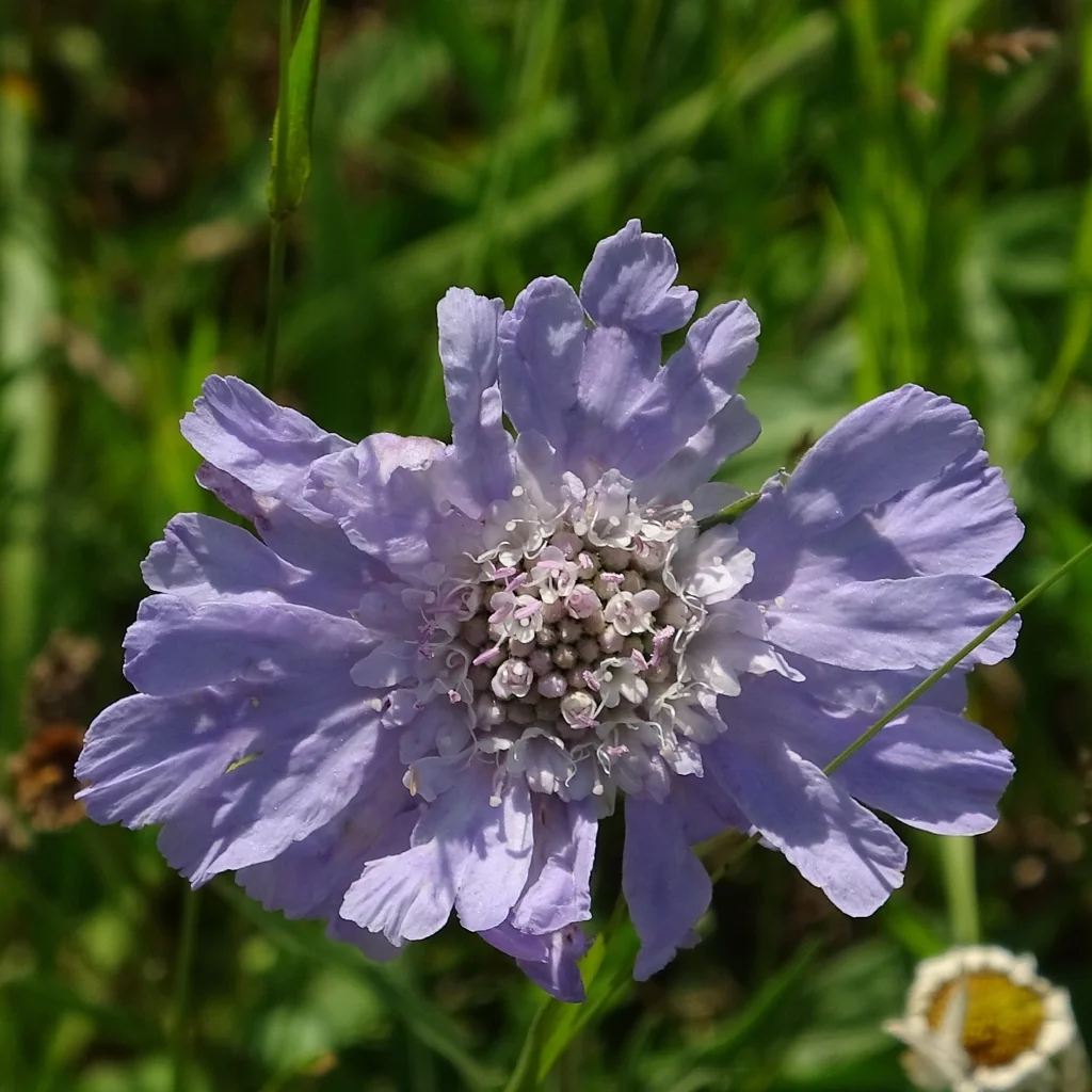 Scabiosa Caucasica