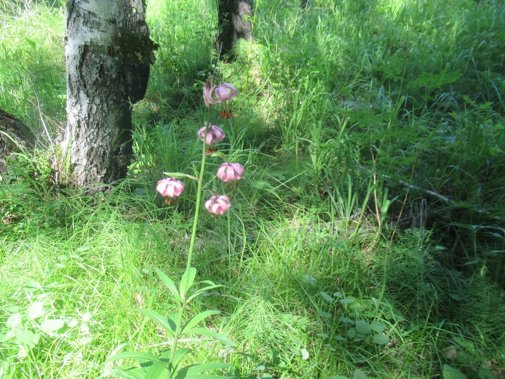 Lilium Martagon