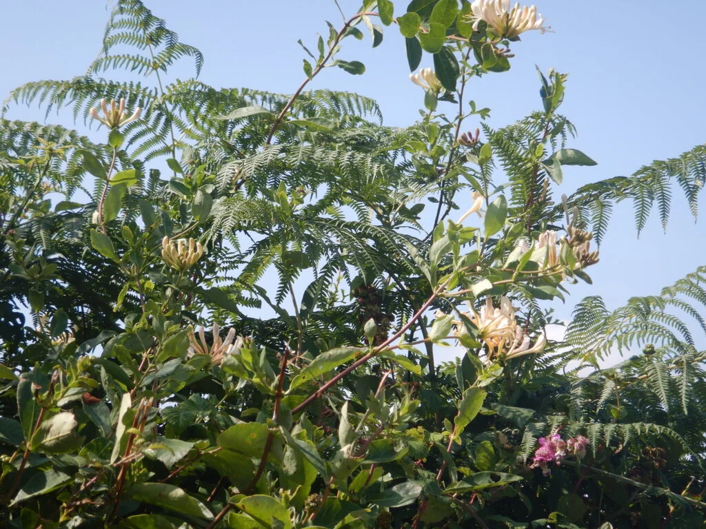 Lonicera periclymenum