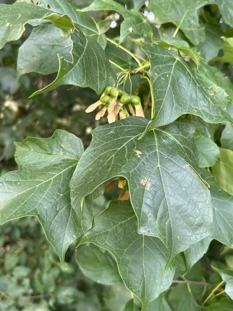 Acer Saccharum Subsp. Nigrum