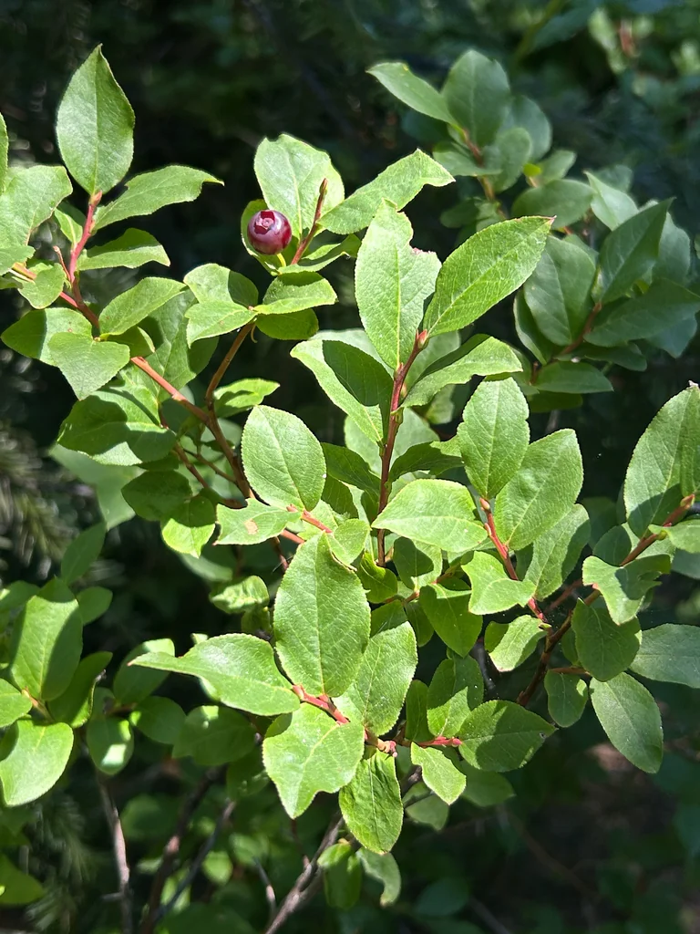 Vaccinium Membranaceum